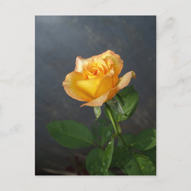 Rose Blume Postkarte (Vorderseite)