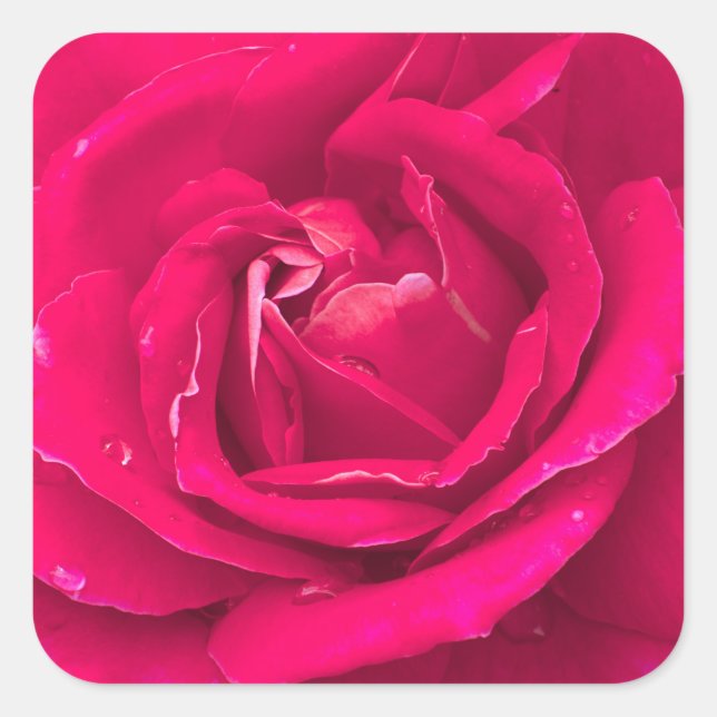 Rose Blume Quadratischer Aufkleber (Vorderseite)