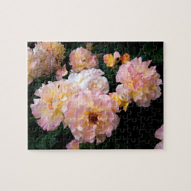 Rose Blume, rosa Gelbe Rosen (Horizontal)