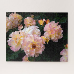 Rose Blume, rosa Gelbe Rosen