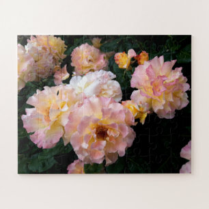 Rose Blume, rosa Gelbe Rosen