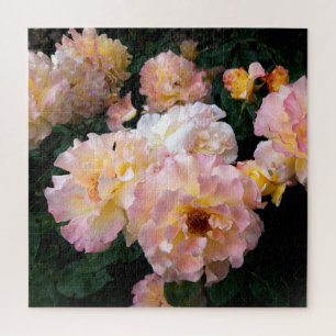 Rose Blume, rosa Gelbe Rosen