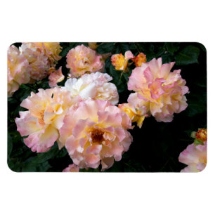 Rose Blume, rosa Gelbe Rosen Magnet