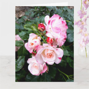 Rose Blume, Rosa Rosa Rose Karte