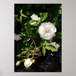 Rose Blume, Rosen Poster