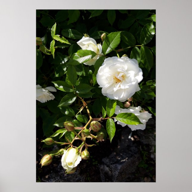 Rose Blume, Rosen Poster (Vorne)