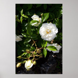 Rose Blume, Rosen Poster