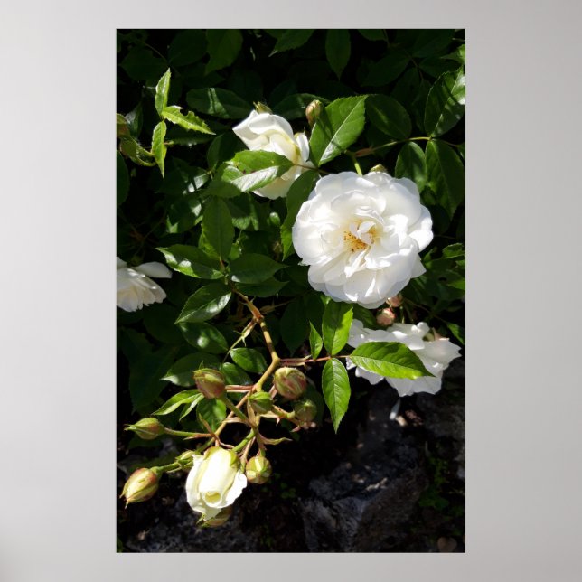 Rose Blume, Rosen Poster (Vorne)