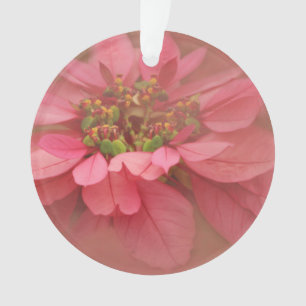 Rose Blush Poinsettias Art numérique