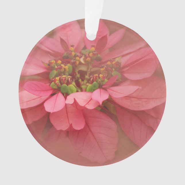 Rose Blush Poinsettias Art numérique (devant)