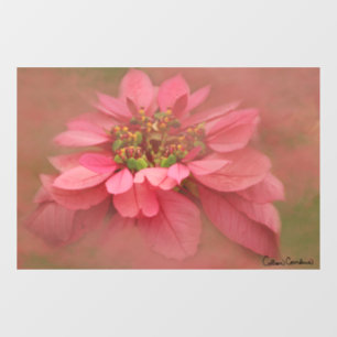 Rose Blush Poinsettias Digitale Kunst Fensteraufkleber