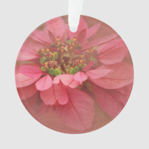 Rose Blush Weihnachtssterne Digitale Kunst Acryl Ornament