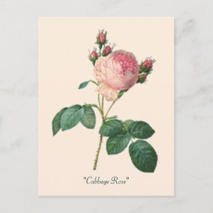 Rose Botanischer Blumenkohl Postkarte