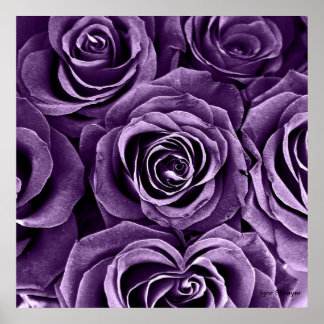 Rose Bouquet in Purple Poster