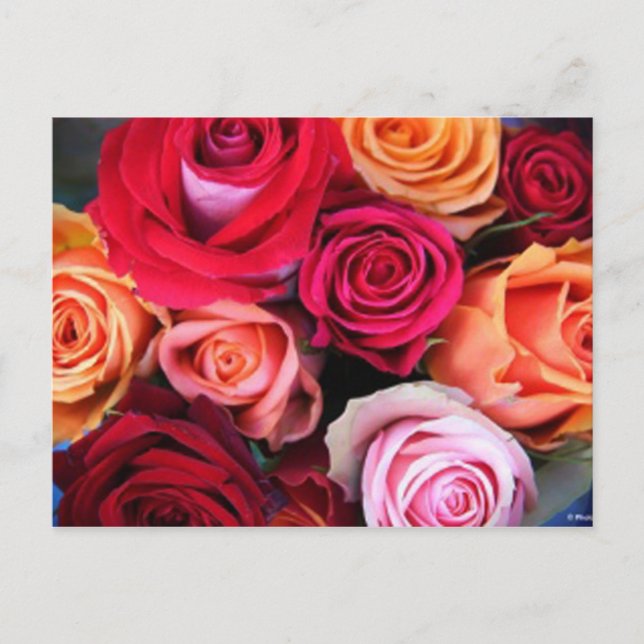 Rose Bouquet Postcard Postkarte (Vorderseite)