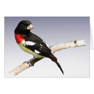 Rose-breasted Grosbeak Blank Card