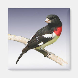Rose-breasted Grosbeak Magnet