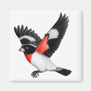 Rose Breasted Grosbeak-wilder Vogel-Magnet Magnet