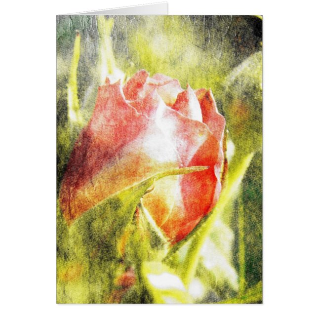 Rose Bud (Vorne)