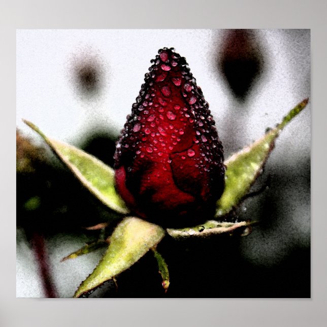 Rose Bud Poster/Print Poster (Vorne)