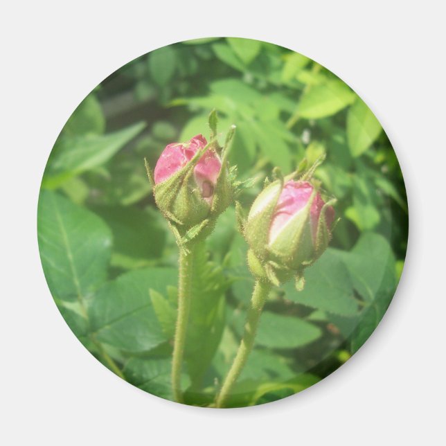 Rose Buds Magnet (Vorne)