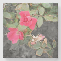 Rose Bush am Strand