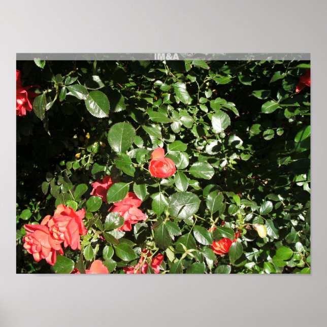 Rose Bush in Denver Poster (Vorne)