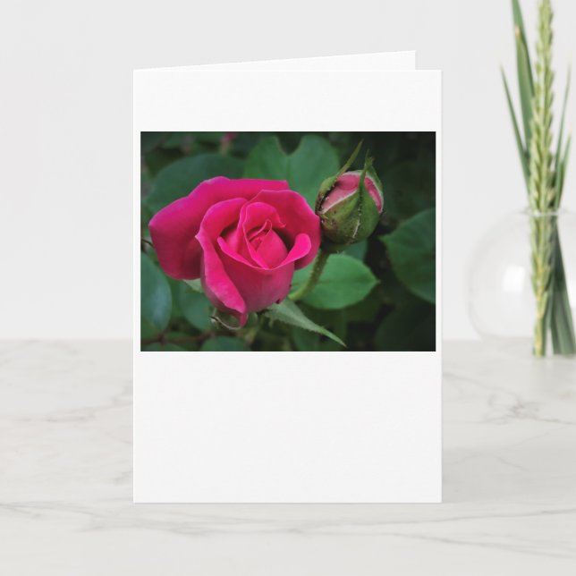 Rose, carte (Devant)
