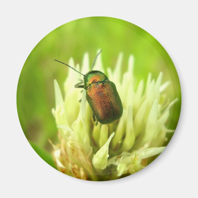 Rose Chafer Magnet (Vorne)
