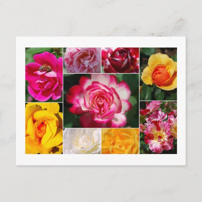 Rose Collage Postcard Postkarte (Vorderseite)