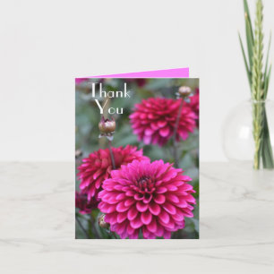 Rose Dahlia Floral Photographie Merci Salutation