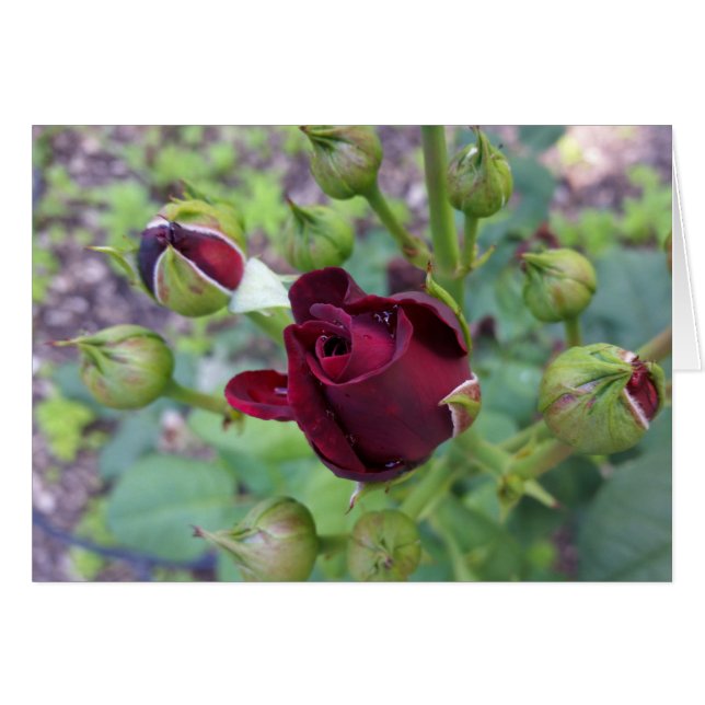Rose de Bourgogne après la pluie (Devant horizontal)