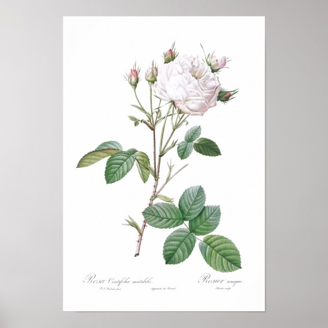"ROSE DE CABBAGE BLANC" BOTANIQUE REDOUTÉ POSTER (Devant)