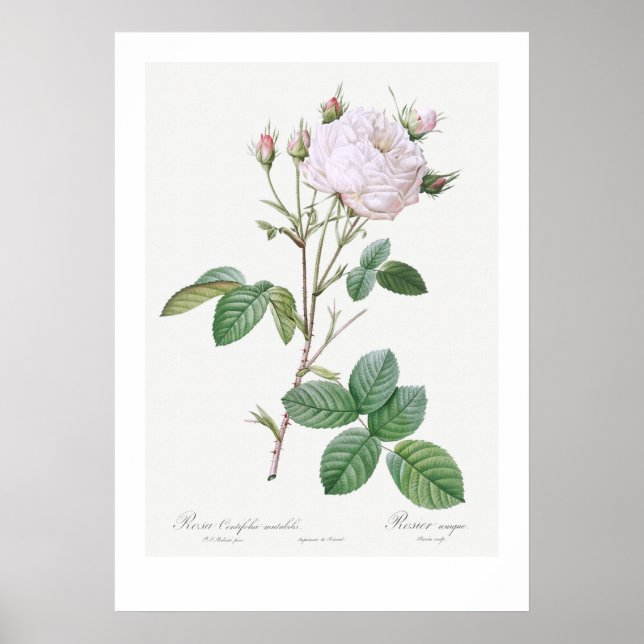 "ROSE DE CABBAGE BLANC" BOTANIQUE REDOUTÉ POSTER (Devant)