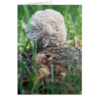 Rose de désert des pierres | 134