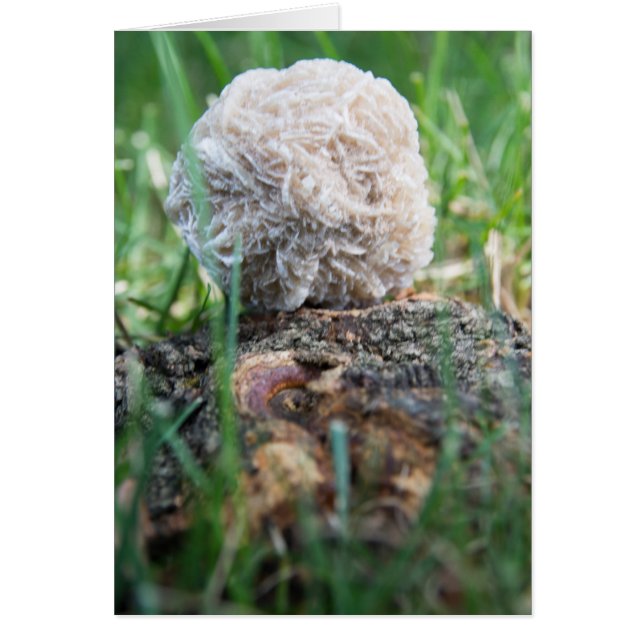 Rose de désert des pierres | 134 (Devant)