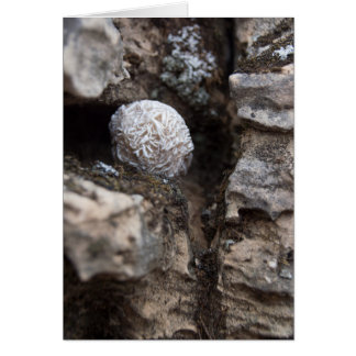 Rose de désert des pierres | 136