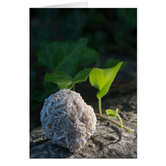 Rose de désert des pierres | 141 (Devant)