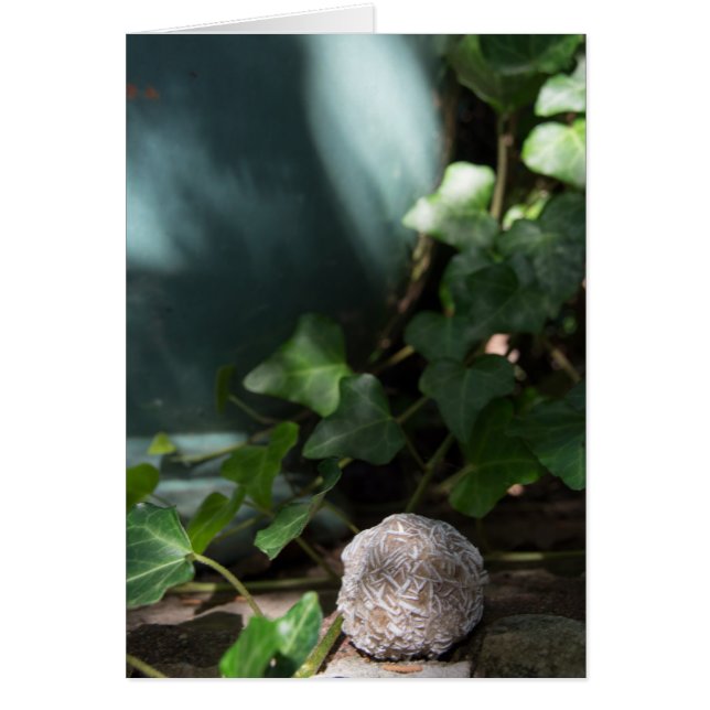 Rose de désert des pierres | 145 (Devant)