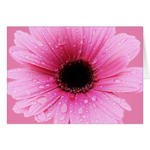 Rose de marguerite avec des gouttes de pluie