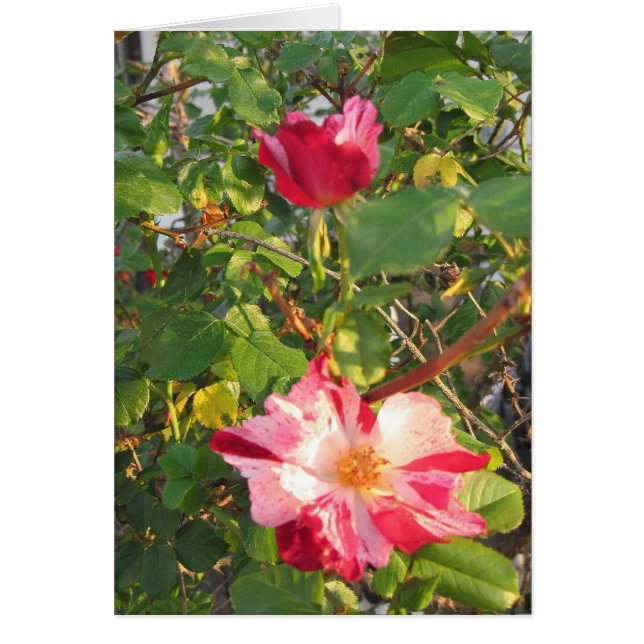 Rose de panier (Devant)