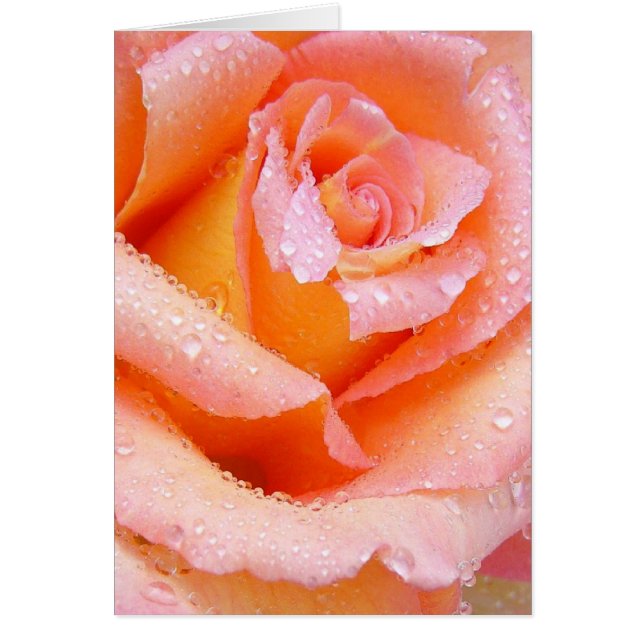 Rose de pêche avec carte Dew (Devant)