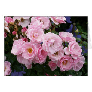 Rose de rose