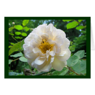 Rose de rougissement