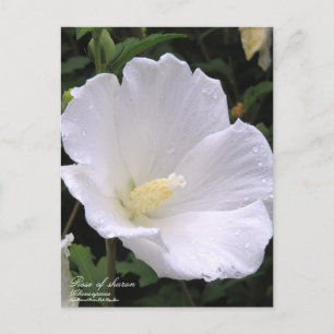 Rose de sharon : Carte postale