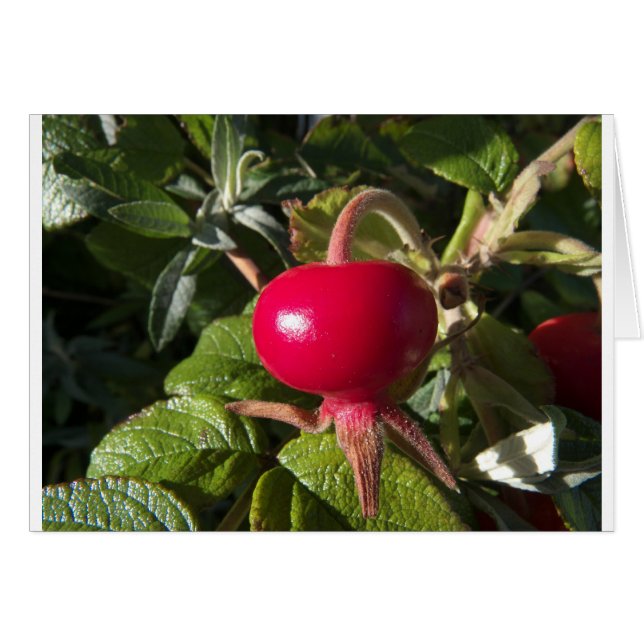 Rose der Hunde (Vorderseite (Horizontal))