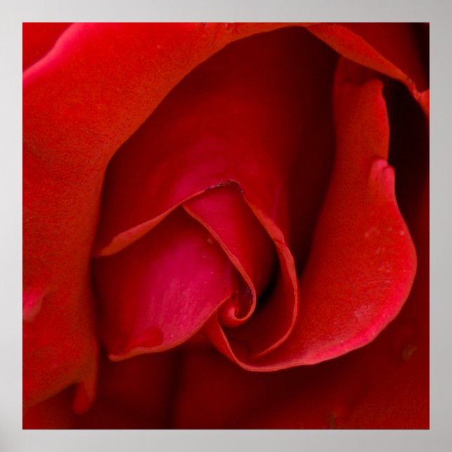 Rose der Raute Poster (Vorne)
