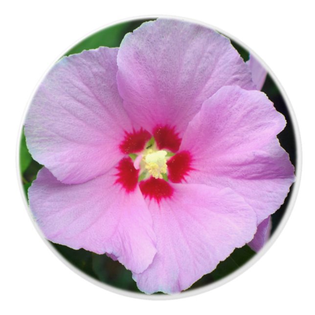 Rose der Sharon Keramik Knob Keramikknauf (Vorderseite)