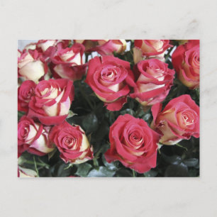 Rose der Süße in Hacienda Compania Postkarte