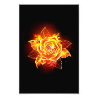 Rose des blühenden Feuers